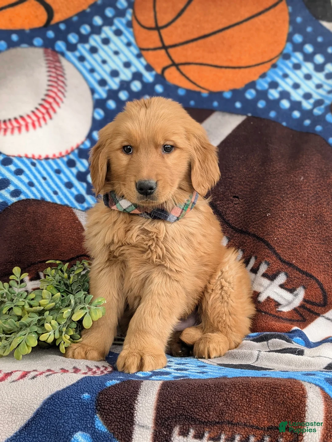 Golden Retriever dogs for sale: Corben - Ad 3