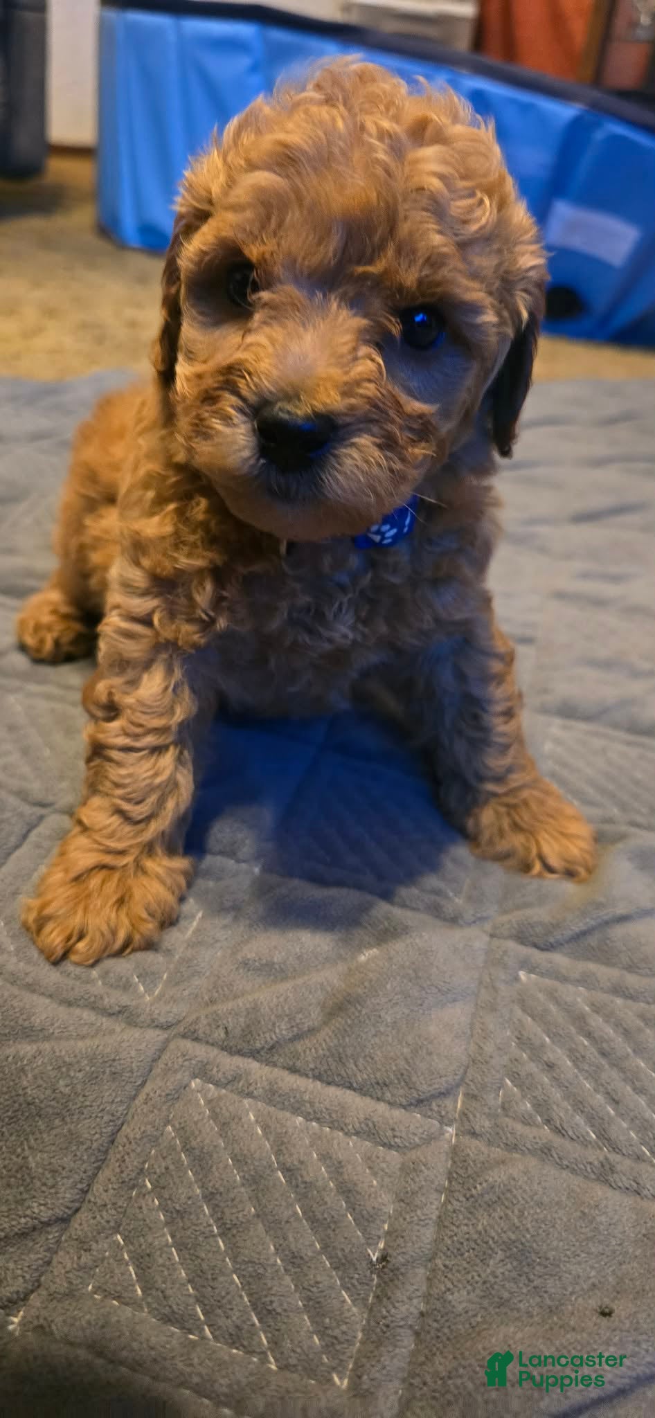 Mini Goldendoodle dogs Rocco  - Ad 1