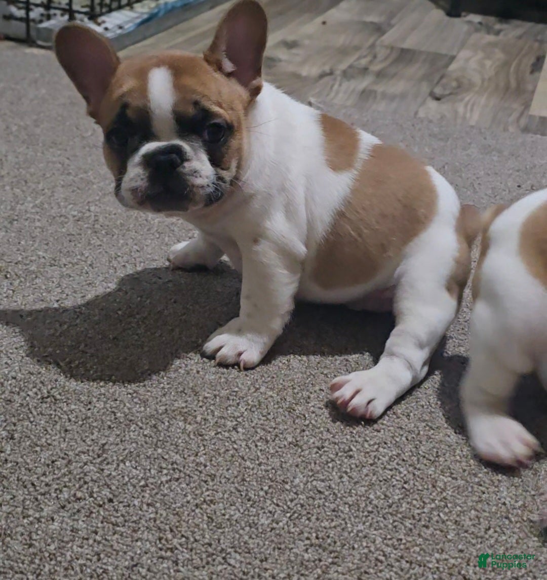 French Bulldog dogs for sale: French Bulldog Puppy 1 - Ad 10
