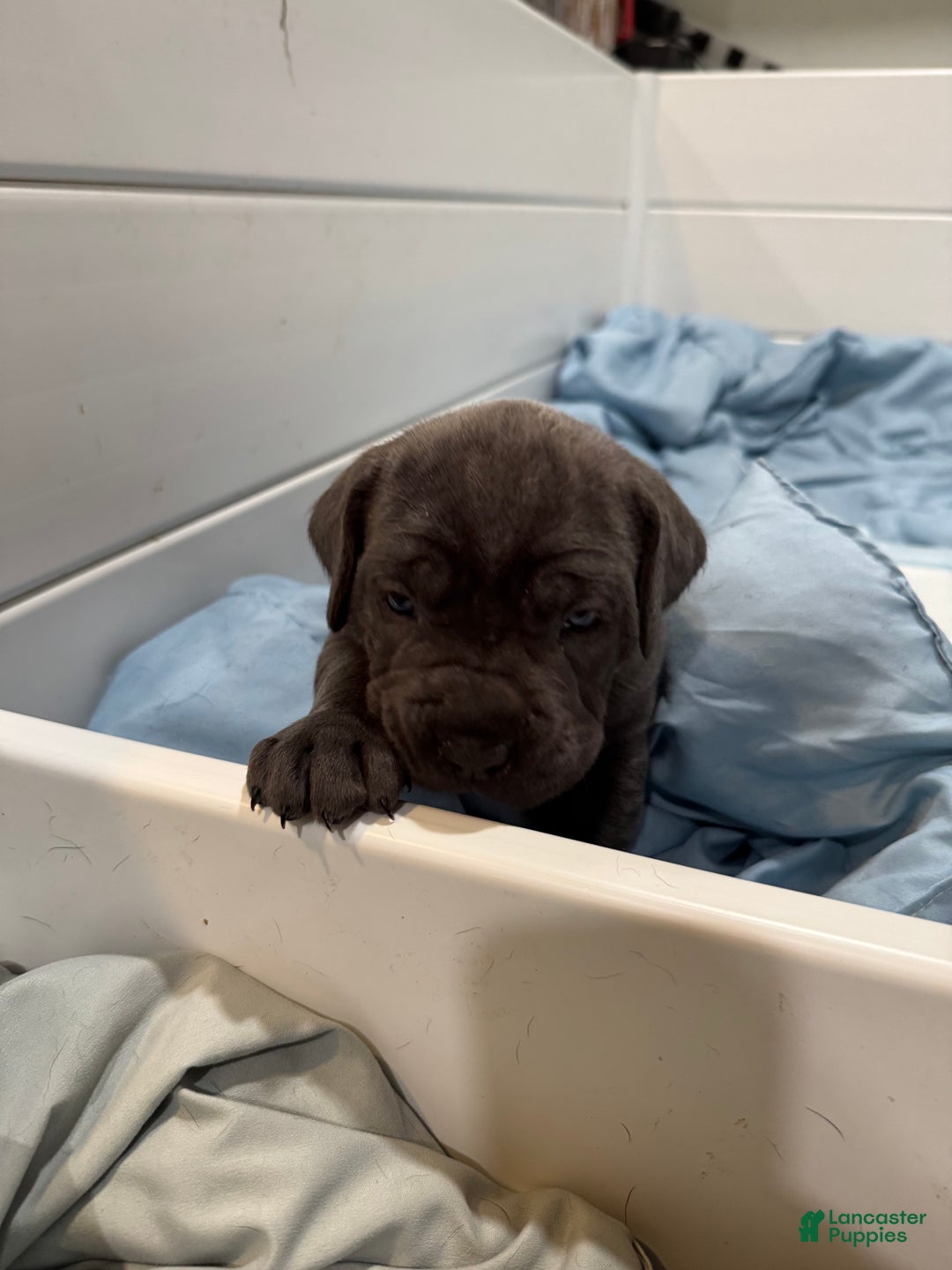 Cane Corso dogs for sale: Persephone - Ad 7