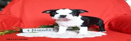 Boston Terrier dogs for sale: Alaina - Ad 4