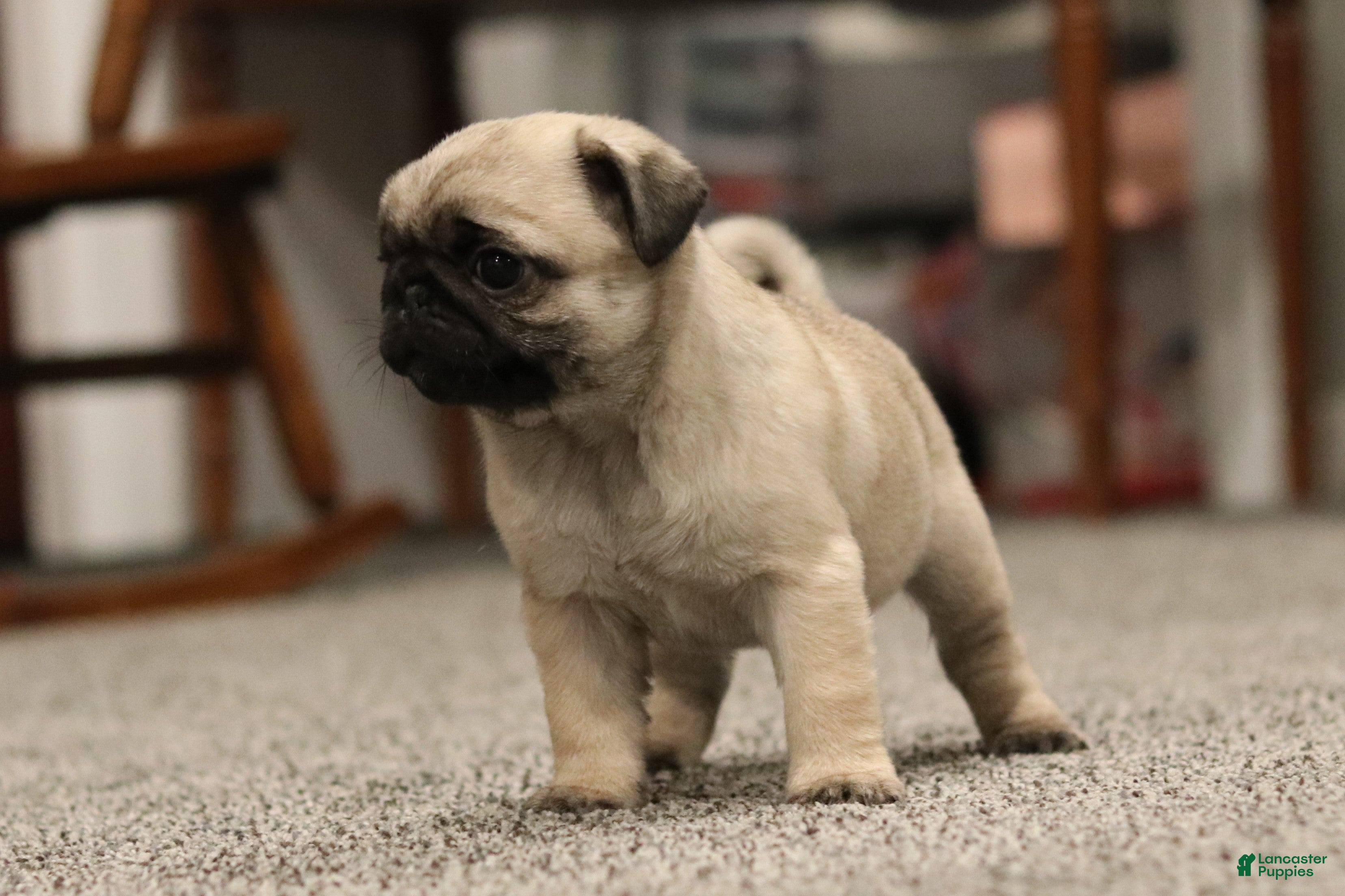 Pug dogs Champion Penny - Ad 2