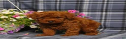 Toy Poodle dogs for sale: Xray - Ad 4