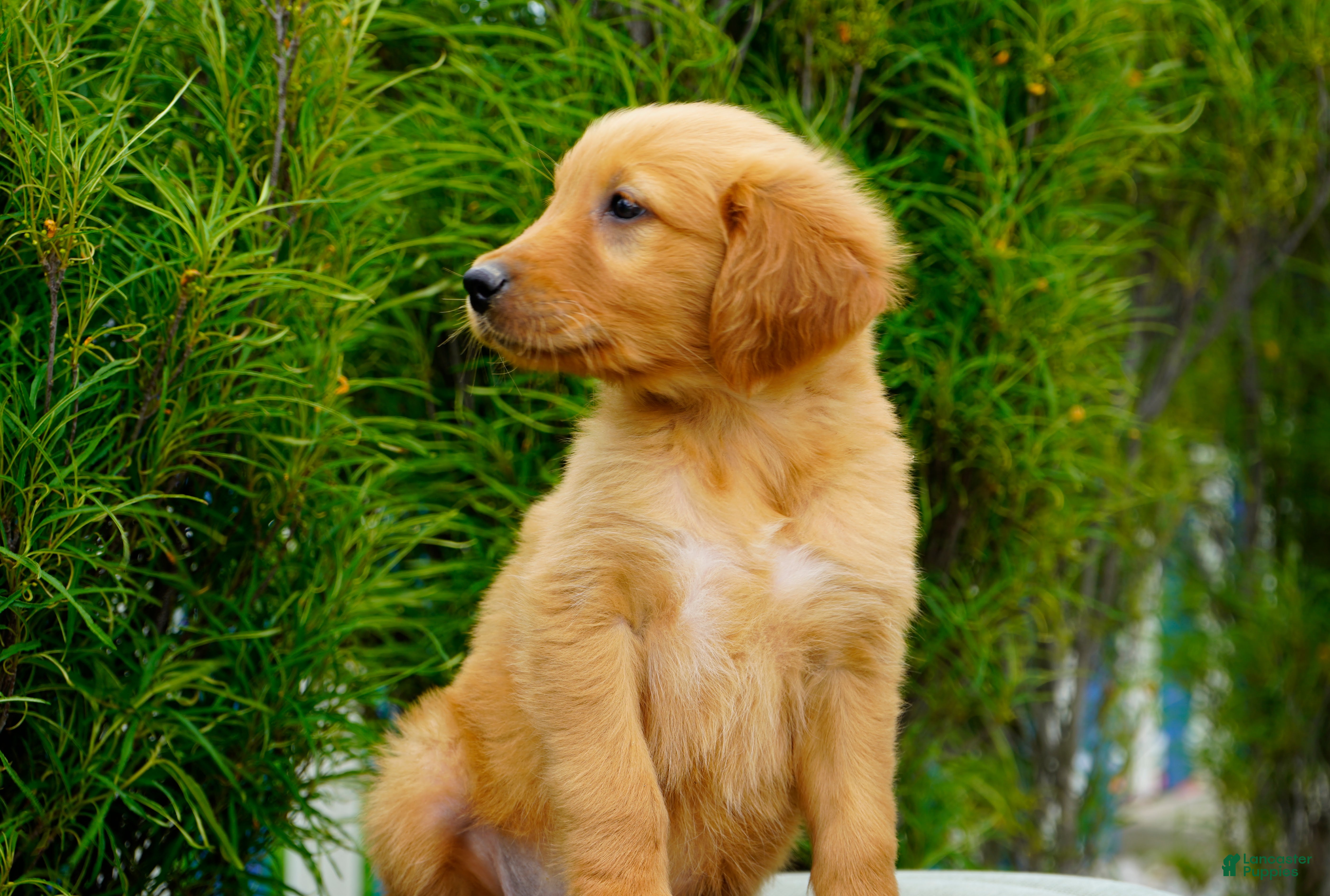 Golden Retriever dogs for sale: Somba Male - Ad 4
