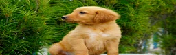 Golden Retriever dogs for sale: Somba Male - Ad 1