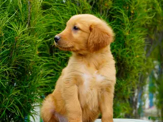 Golden Retriever dogs for sale: Somba Male - Ad 4