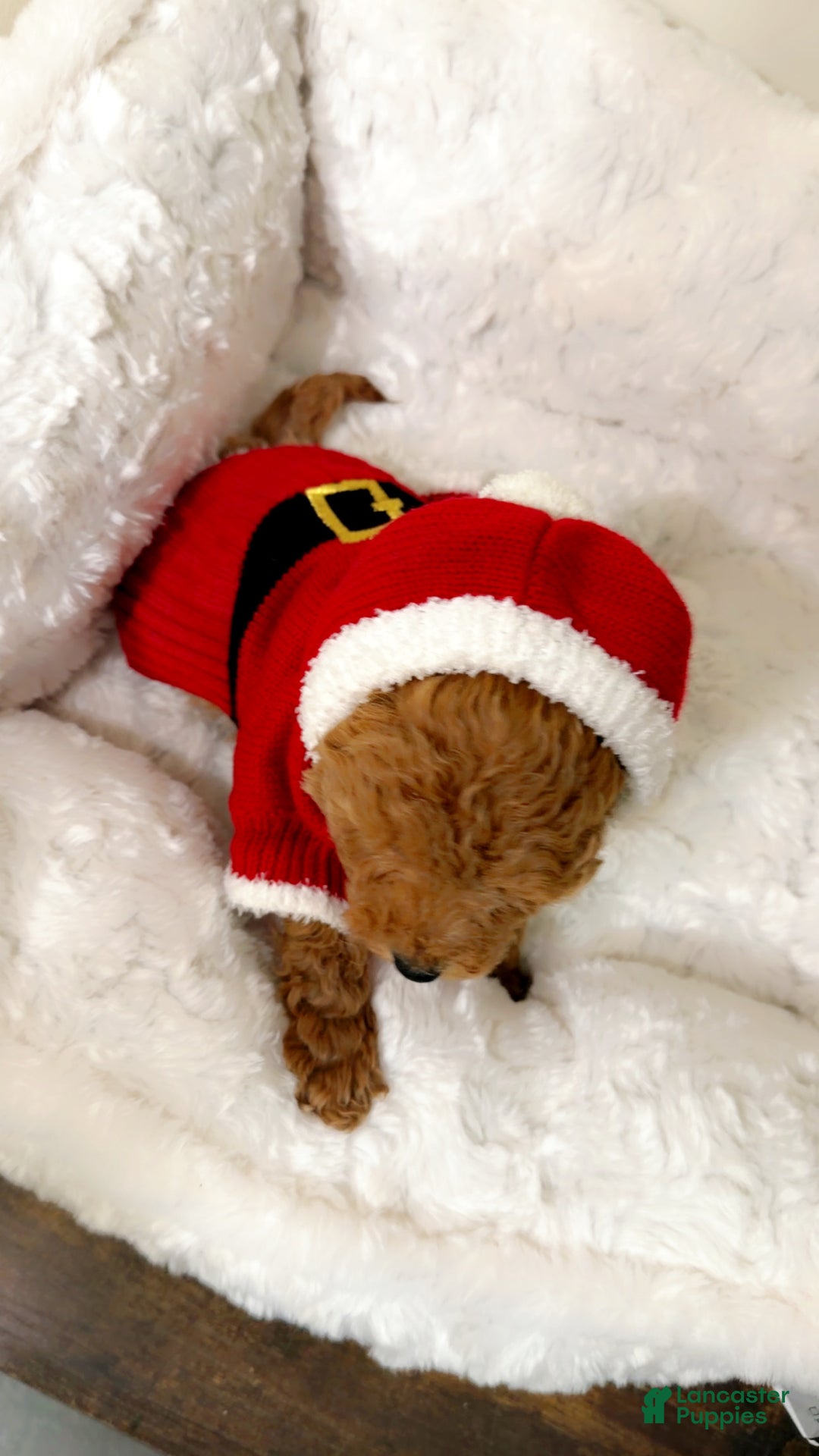 Toy Poodle dogs for sale: Mochi  - Ad 2