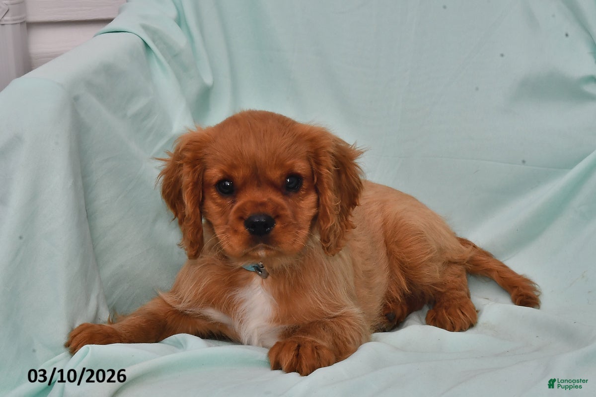 Cavalier King Charles Spaniel dogs Sparky - Ad 2