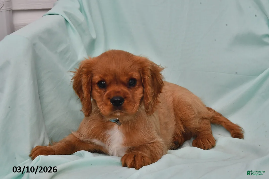 Cavalier King Charles Spaniel dogs for sale: Sparky - Ad 2