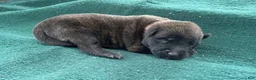 Mixed Breed dogs for sale: Male Puppy 5 - Ad 2