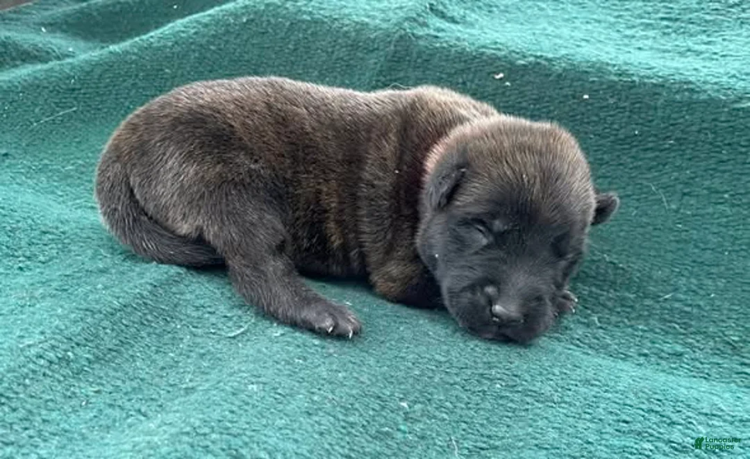 Mixed Breed dogs for sale: Male Puppy 5 - Ad 2