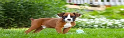 Boxer dogs for sale: Scooter - Ad 11
