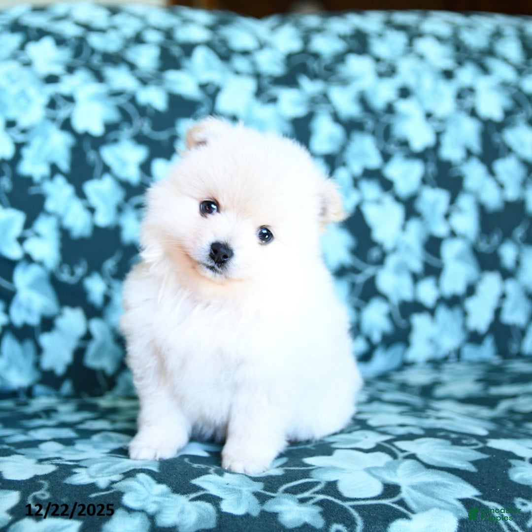 Pomeranian dogs for sale: Snowball - Ad 5