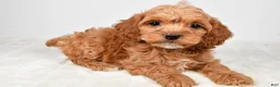 Cockapoo dogs for sale: Cindy - Ad 10