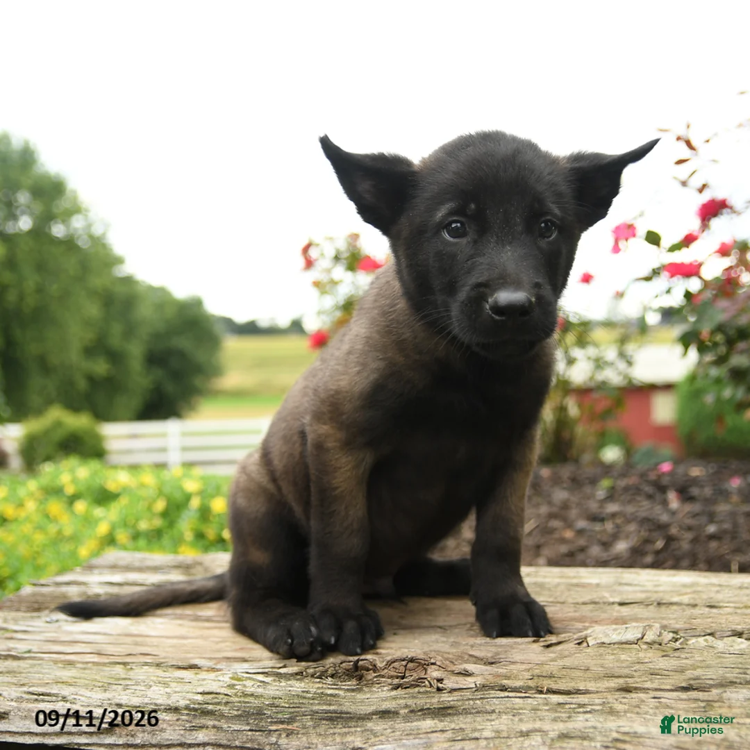 Belgian Malinois dogs for sale: Bruno - Ad 2