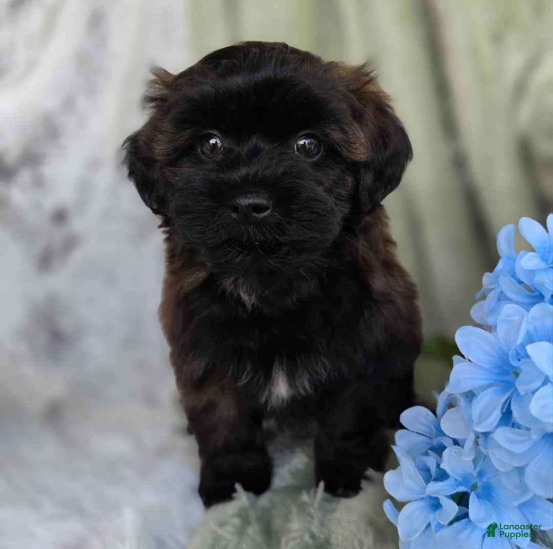 Shihpoo dogs for sale: Skyler - Ad 2