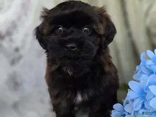 Shihpoo dogs for sale: Skyler - Ad 2
