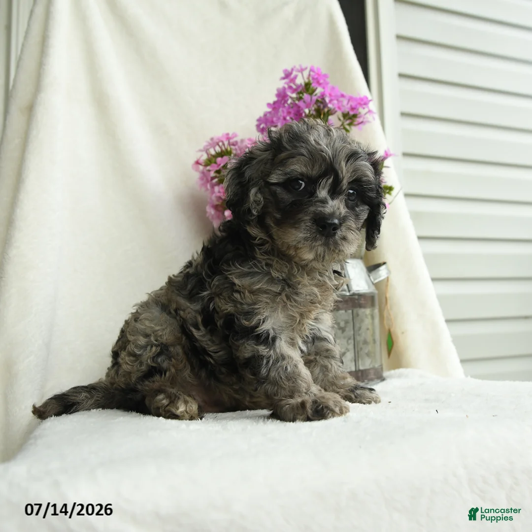 Cavapoo dogs for sale: Shasta - Ad 1