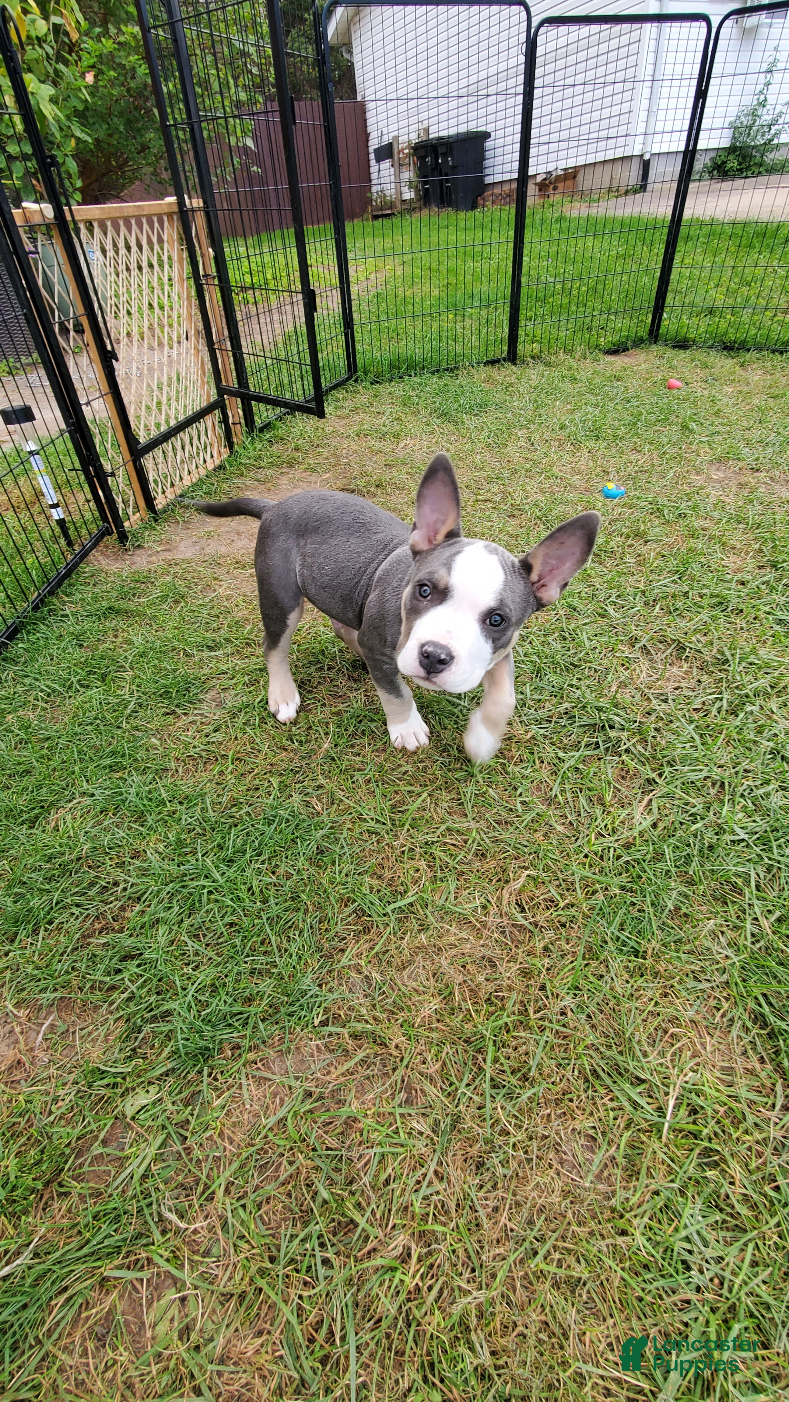American Bully dogs American Bully 3 - Ad 1