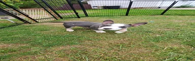 American Bully 3