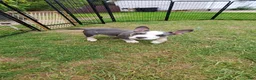 American Bully dogs for sale: American Bully 3 - Ad 1