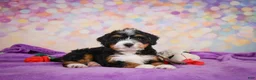 Mini Bernedoodle dogs for sale: Sandy - Ad 7