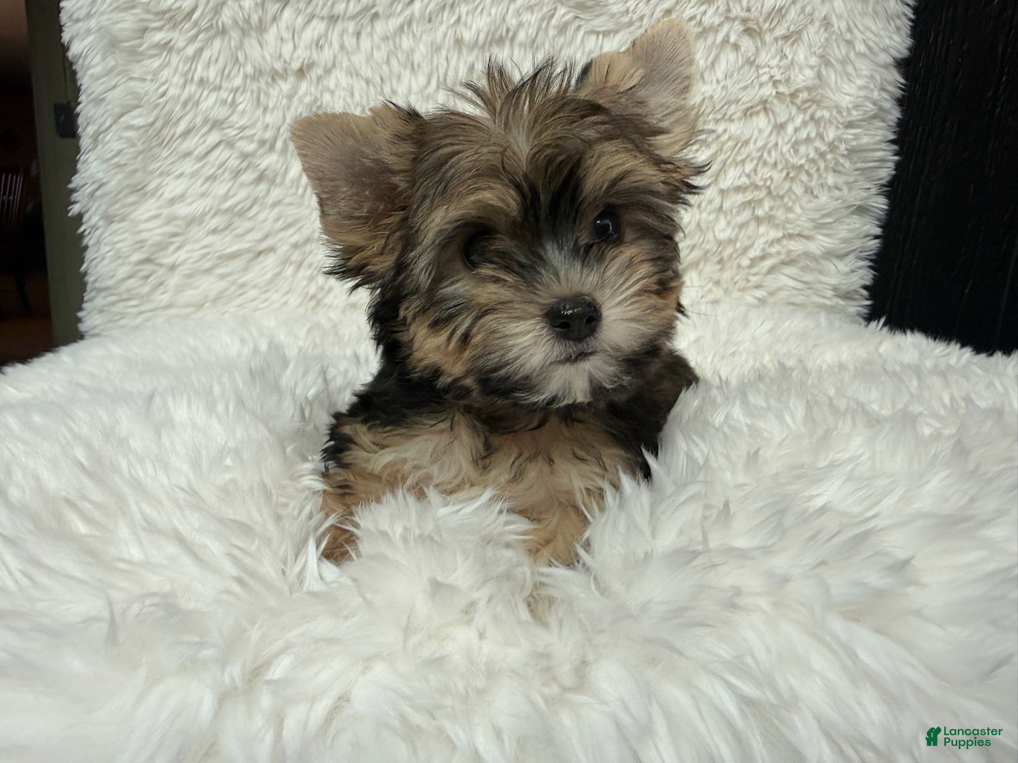 Yorkshire Terrier dogs Dolly - Ad 4