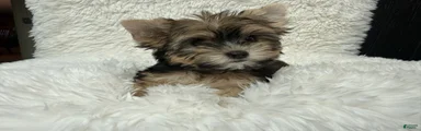 Dolly