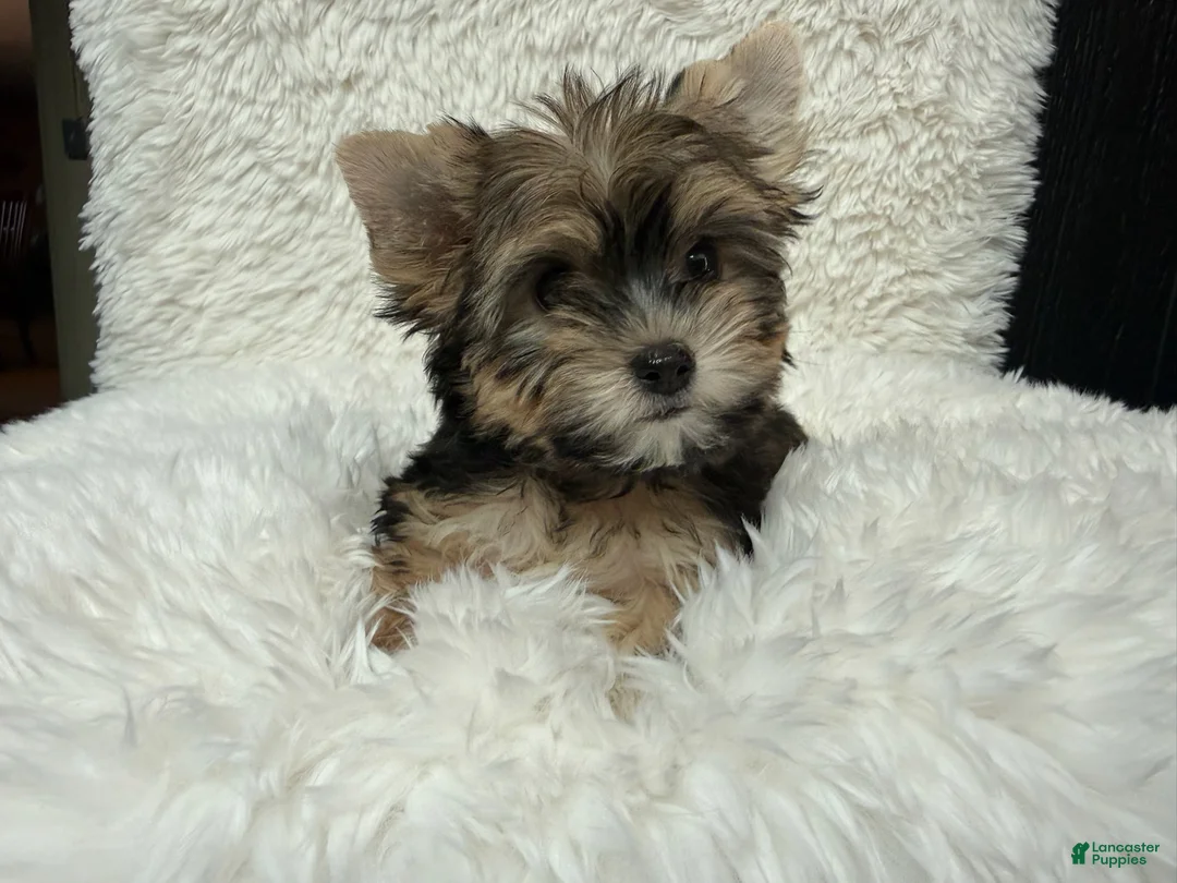 Yorkshire Terrier dogs for sale: Dolly - Ad 1