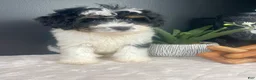 Mini Bernedoodle dogs for sale: Brielle - Ad 2