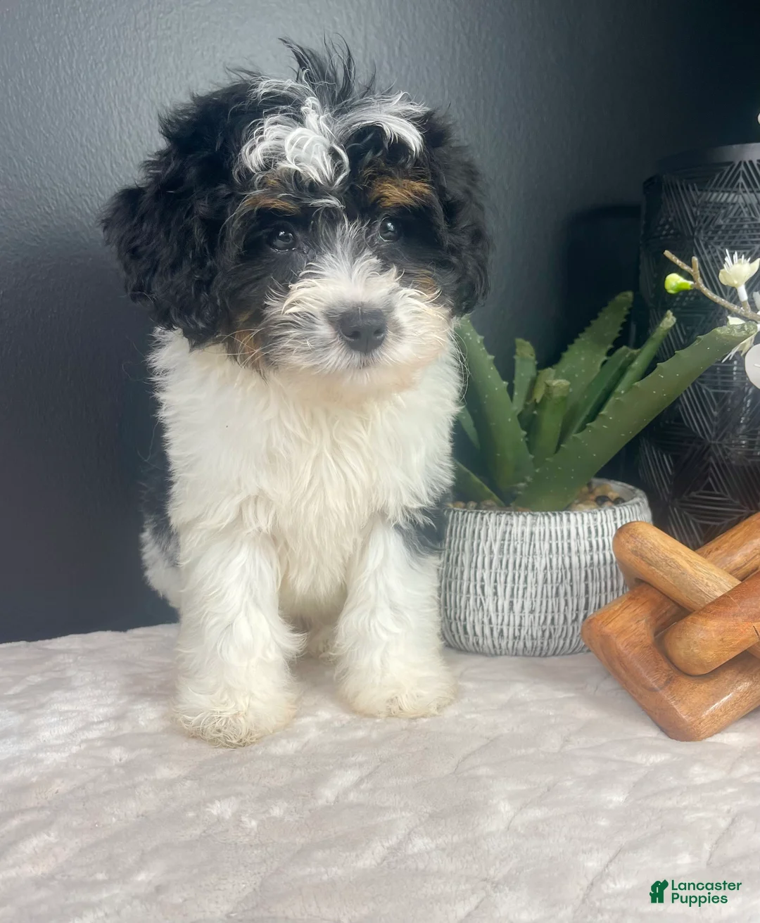 Mini Bernedoodle dogs for sale: Brielle - Ad 2