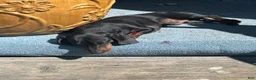 Miniature Dachshund dogs for sale: Miniature Dachshund 1 - Ad 2