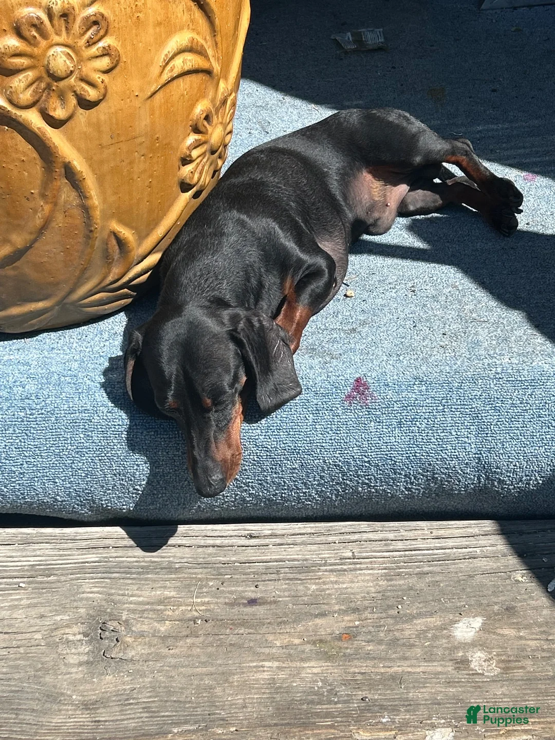 Miniature Dachshund dogs for sale: Miniature Dachshund 1 - Ad 2