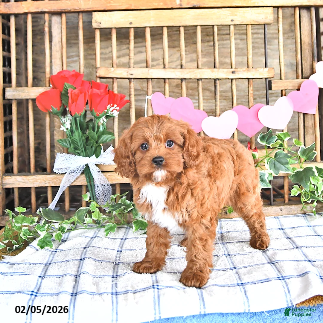 Cavapoo dogs for sale: Amber - Ad 3