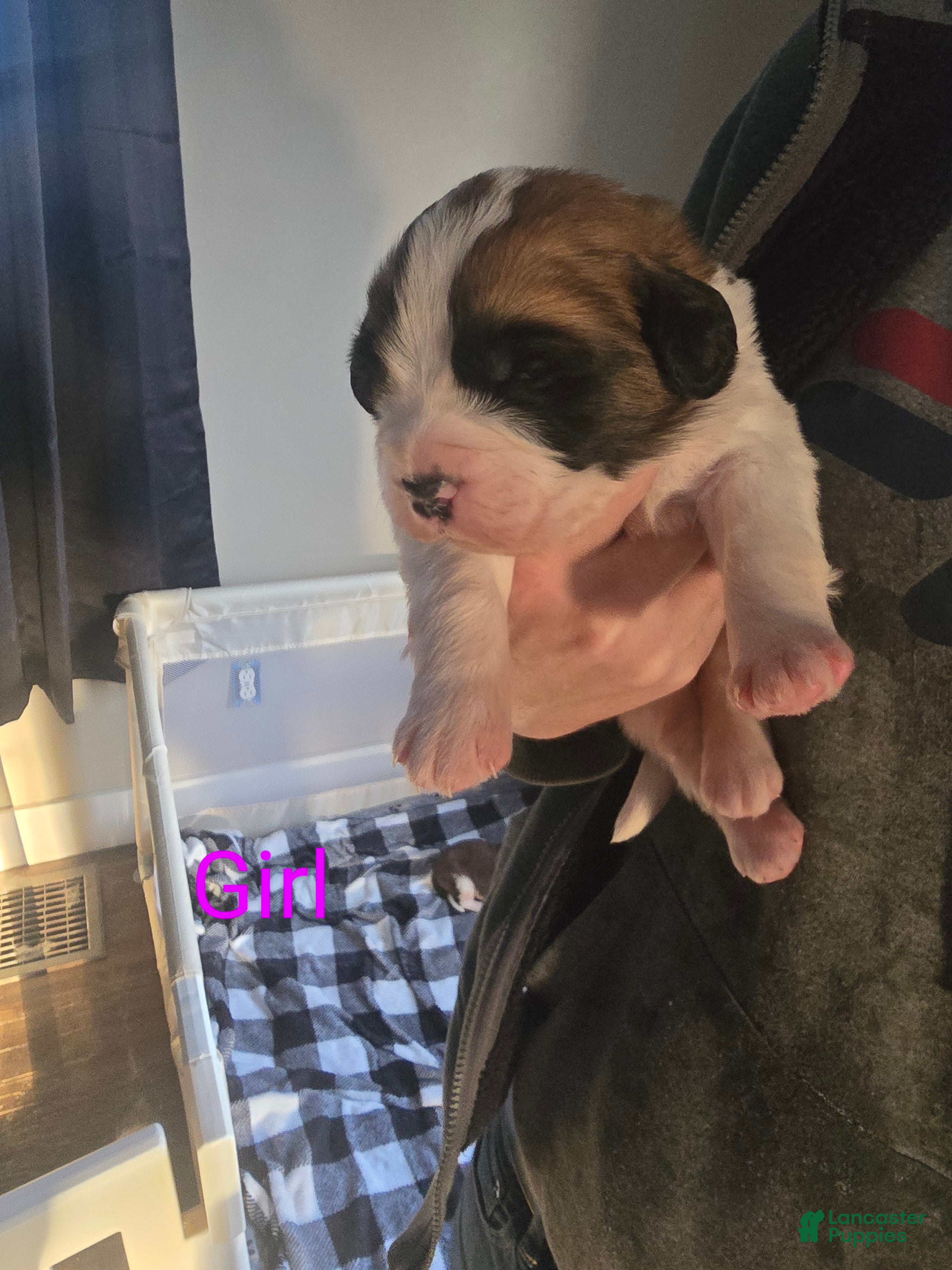 Saint Bernard dogs Saint Bernard Puppy 6 - Ad 20