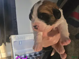 Saint Bernard dogs Saint Bernard Puppy 6 - Ad 20