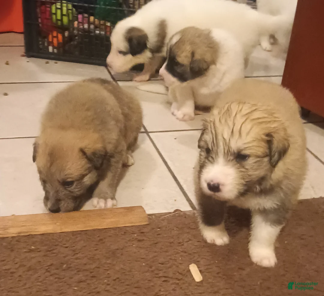 Mixed Breed dogs for sale: Rolly Polly Boy - Ad 3