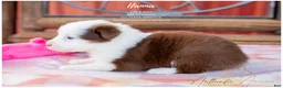 Australian Shepherd dogs for sale: Hanna - Ad 3