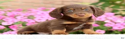 Miniature Dachshund dogs for sale: Dewey - Ad 3