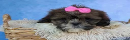 Shih Tzu dogs for sale: RUBY - Ad 14
