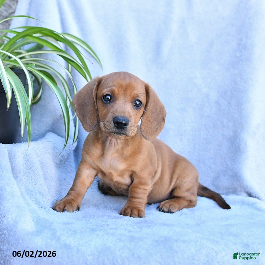 Miniature Dachshund dogs Buttercup - Ad 2
