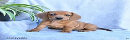 Miniature Dachshund dogs for sale: Buttercup - Ad 2