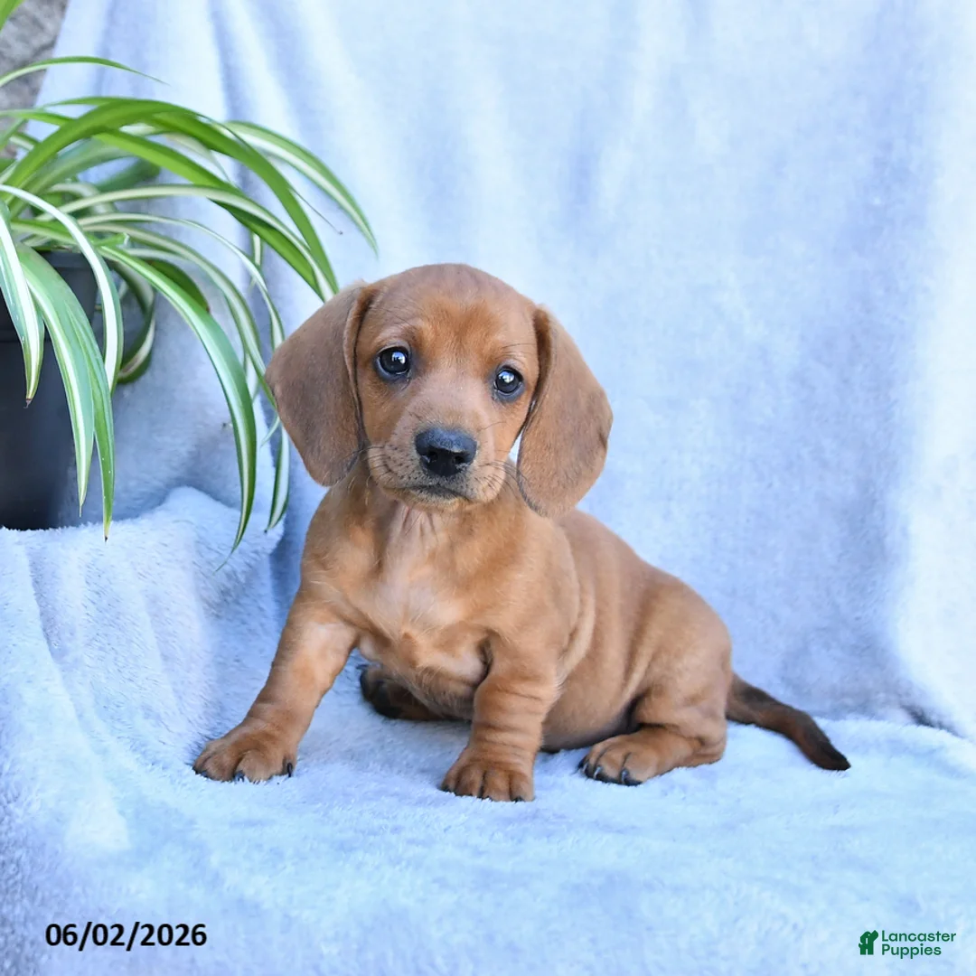 Miniature Dachshund dogs for sale: Buttercup - Ad 2
