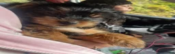Yorkshire Terrier dogs for sale: Yorkshire Terrier 1 - Ad 2