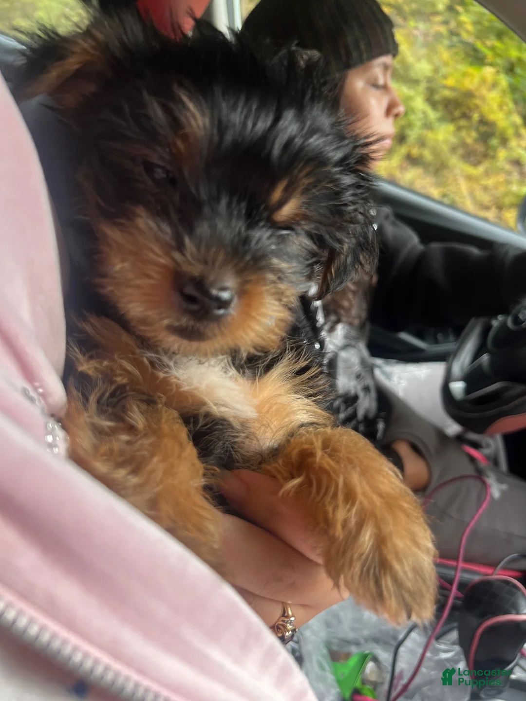 Yorkshire Terrier dogs for sale: Yorkshire Terrier 1 - Ad 2