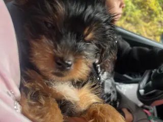 Yorkshire Terrier dogs Yorkshire Terrier 1 - Ad 2