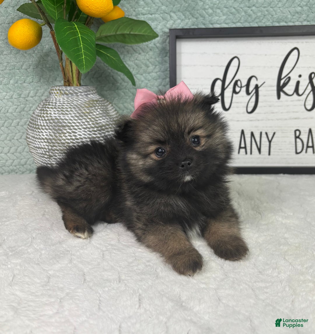 Pomeranian dogs for sale: Poppy - Ad 4