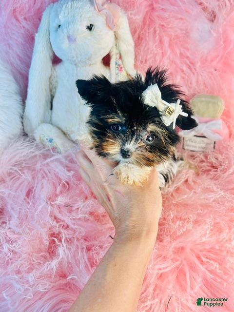 Yorkshire Terrier dogs Yorkshire Terrier 1 - Ad 2