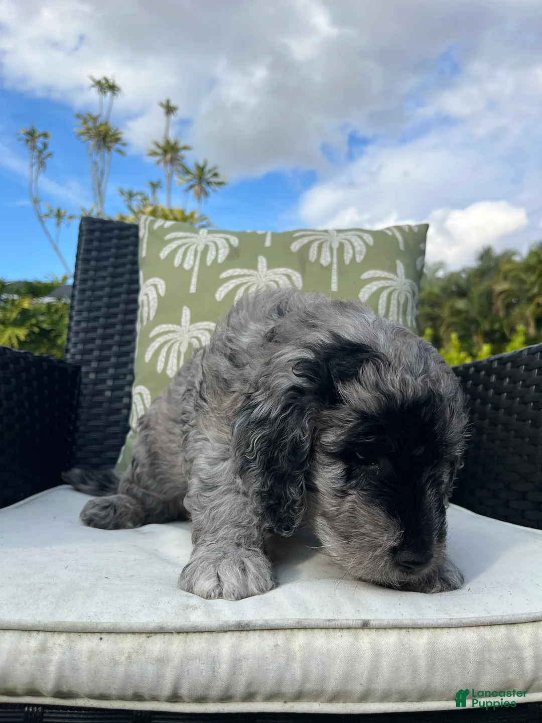 Goldendoodle dogs for sale: Phil  - Ad 4