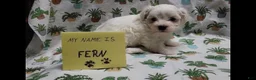 Maltipoo dogs for sale: Fern - Ad 6